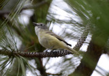 Cassins Vireo