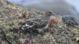 Black Turnstone, Basic Plumage