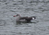 Heermanns Gull, Molting to Basic Plumage