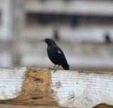 Tricolored Blackbird, Male