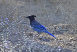 Pacific Stellers Jay
