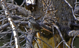 Slate-colored Fox Sparrow