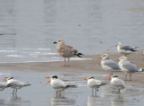 Great Black-backed Gull, 1st Cycle