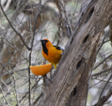 Altamira Oriole