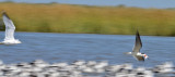 Ring-billed Gull Chasing a Black Skimmer with a Fish