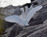 Snowy Egrets, Juveniles