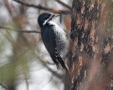 Black-backed Woodpecker, Female