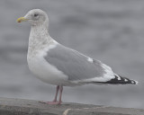 Thayers Gull