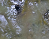 Spruce Grouse, Male