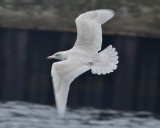Glaucous Gull, 1st Cycle