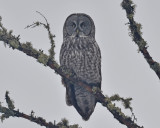 Great Gray Owl