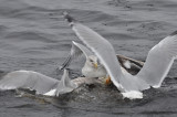 Gulls Fighting over Bread