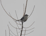 Northern Shrike