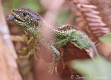 Sand Lizard