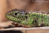 Sand Lizard