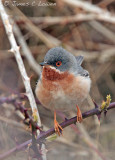 Eastern Subalpine Warbler