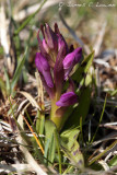 Hebridean Marsh Orchid