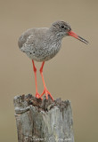 Common Redshank