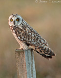 *NEW* Short-eared Owl