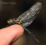 White-faced Darter