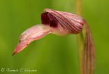 Tongue Orchid sp