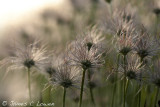 Pasqueflower