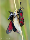 Six-spot Burnet