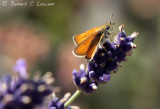 Essex Skipper