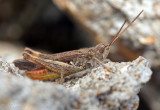 *NEW* Grasshopper sp tbc