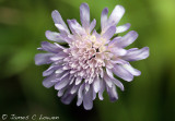 Small Scabious