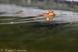 Common Toad