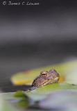 Common Toad