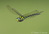 Southern Hawker