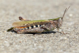 *NEW* Meadow Grasshopper
