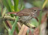 Hermit Thrush