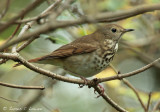 Hermit Thrush