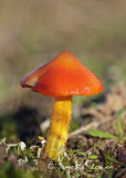 UK fungi
