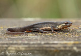 Smooth Newt