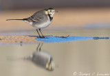 *NEW* Pied Wagtail