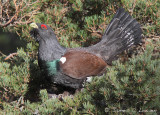 *NEW* Capercaillie