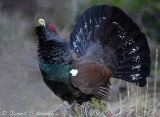 *NEW* Capercaillie