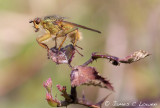 *NEW* Yellow Dung-fly