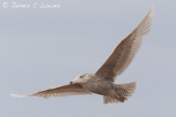 *NEW* Glaucous Gull