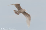 *NEW* Glaucous Gull