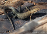 *NEW* Common LIzard