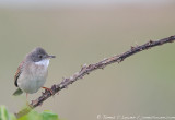 Common Whitethroat