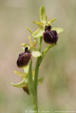 Early Spider Orchid