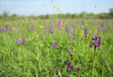 Green-winged Orchid meadow