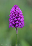 *NEW* Pyramidial Orchid