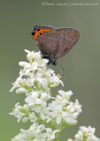 Black Hairstreak